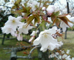 渉成園の桜です。