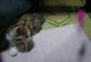 猫_20070702