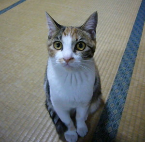猫_20071029